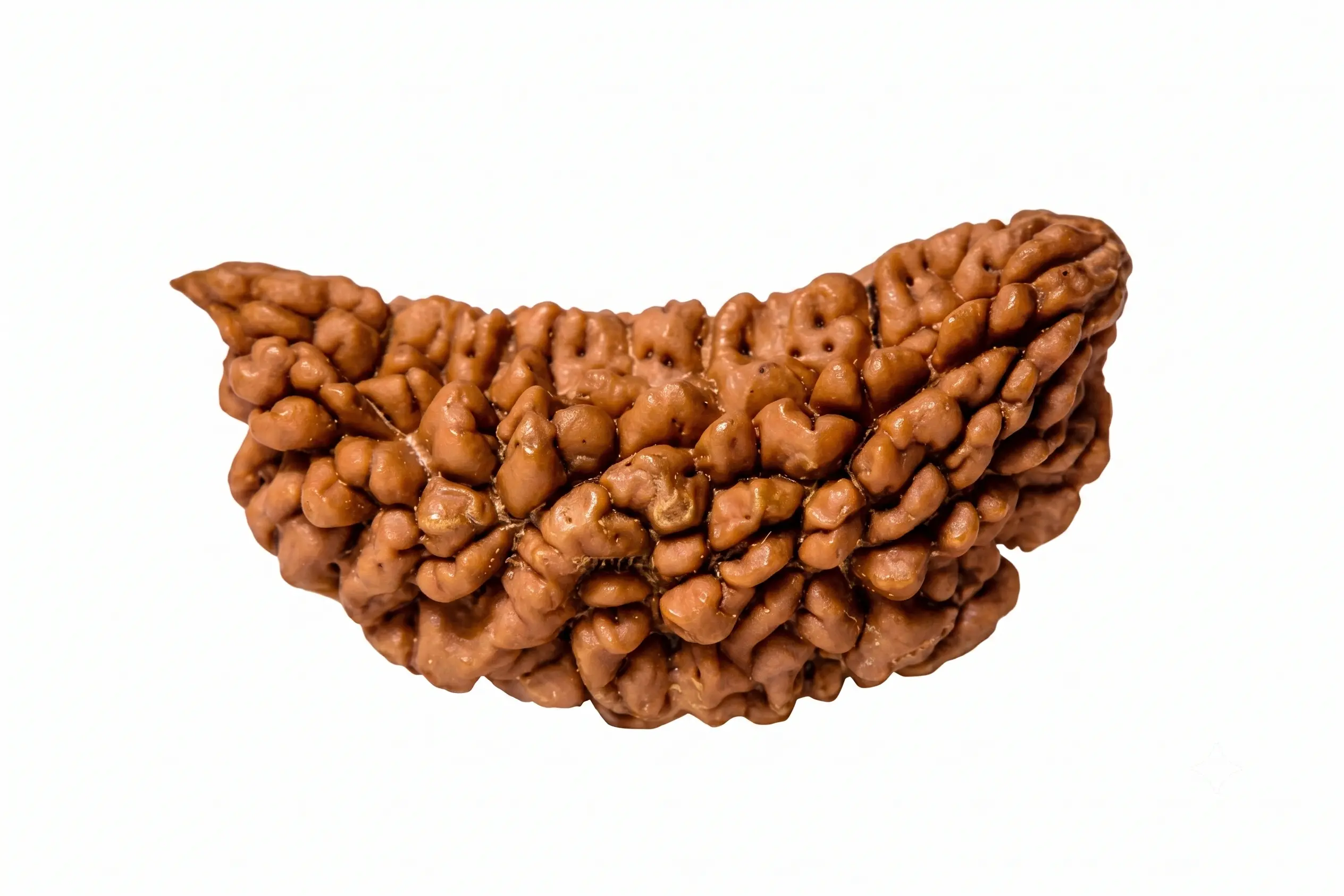 1 Mukhi Rudraksha: Meaning, Benefits & Who Should Wear It