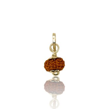 Natural 14 Mukhi Rudraksha