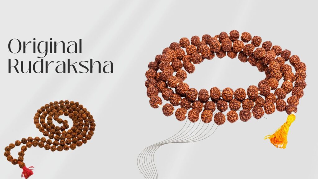 Original Rudraksha – GemRishi