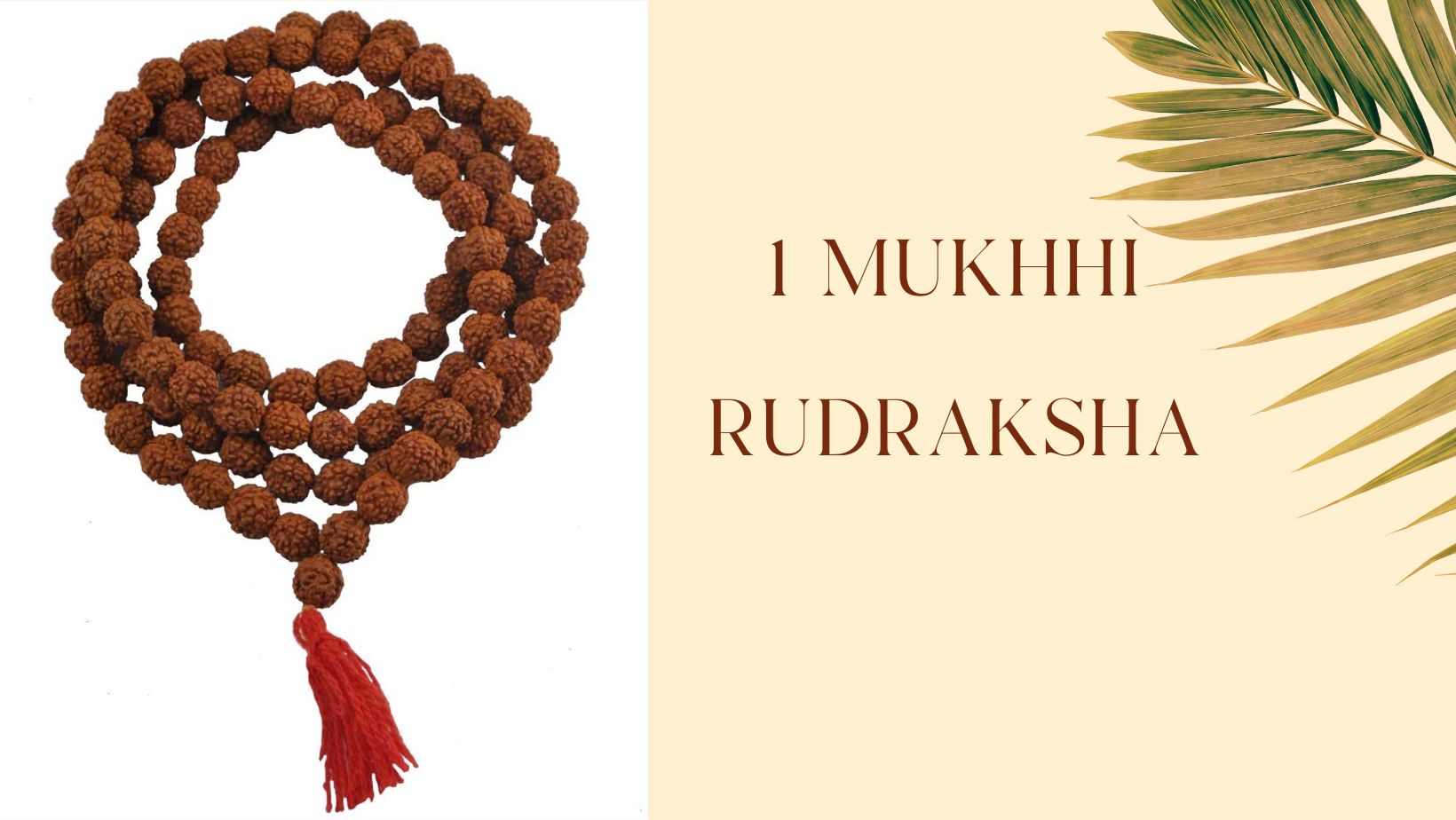 Discover the unparalleled spiritual significance and benefits of the 1 Mukhi Rudraksha, the rarest bead of supreme energy.